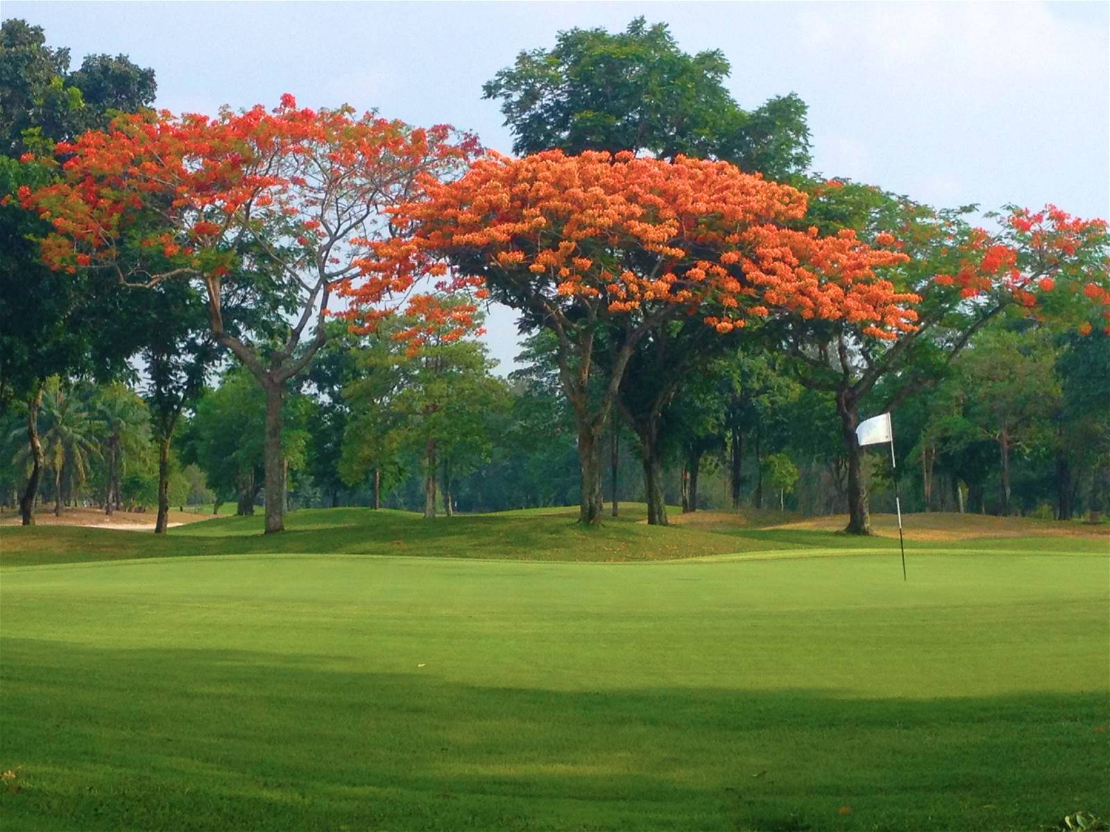 Green, Legacy Golf Club, Bangkok, Thailand