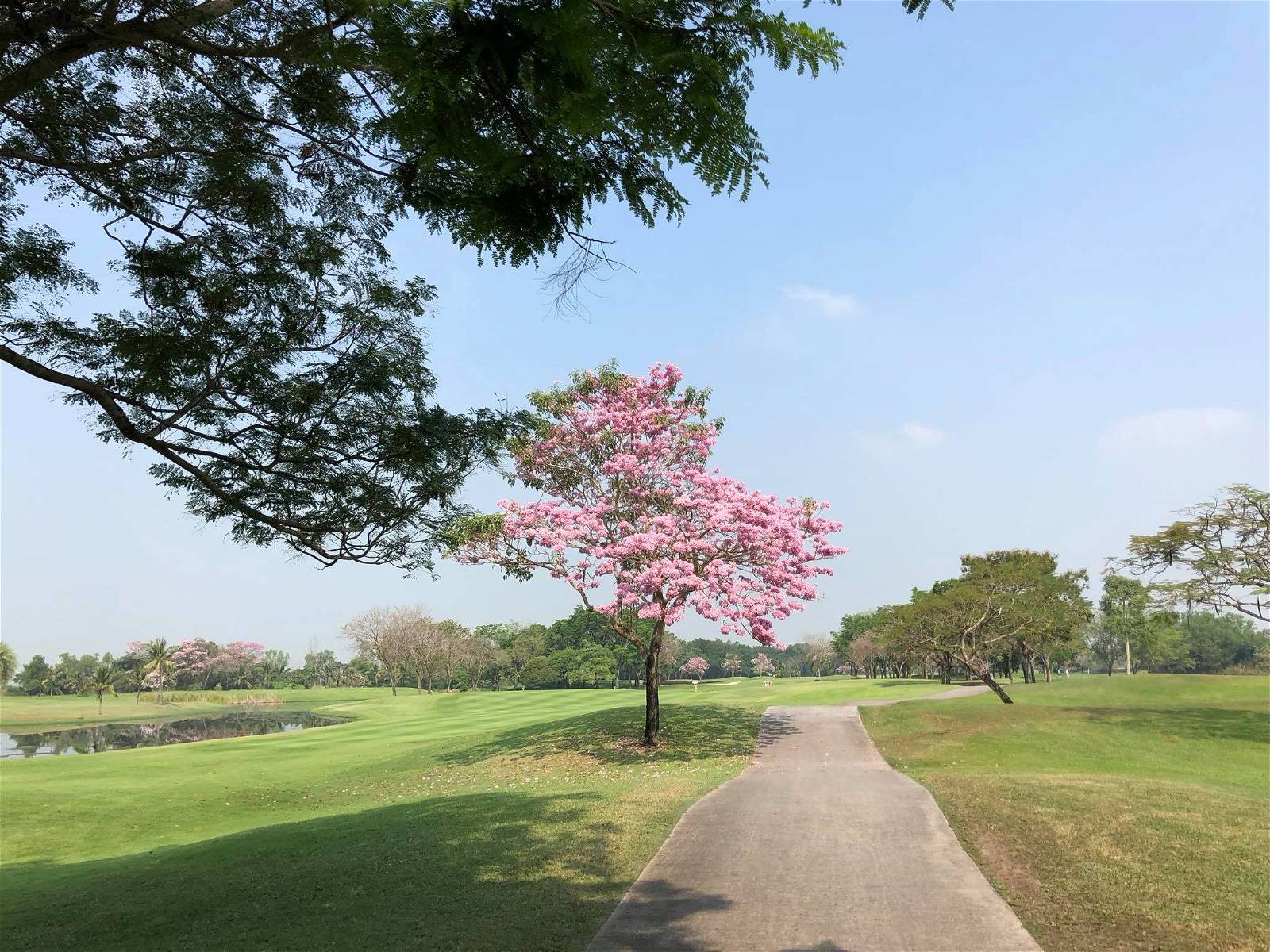 Fairway, Lotus Valley Golf Club, Bangkok, Thailand