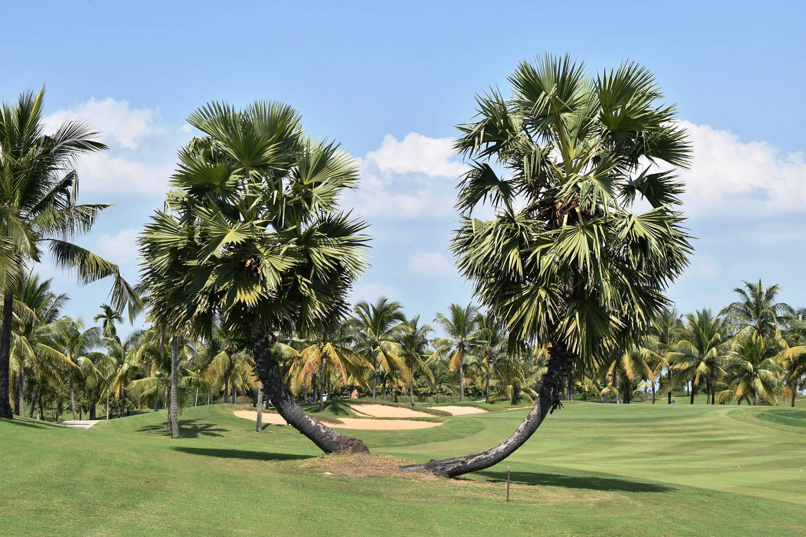 Fairway, Phokeethra Country Club, Siem Reap, Cambodia