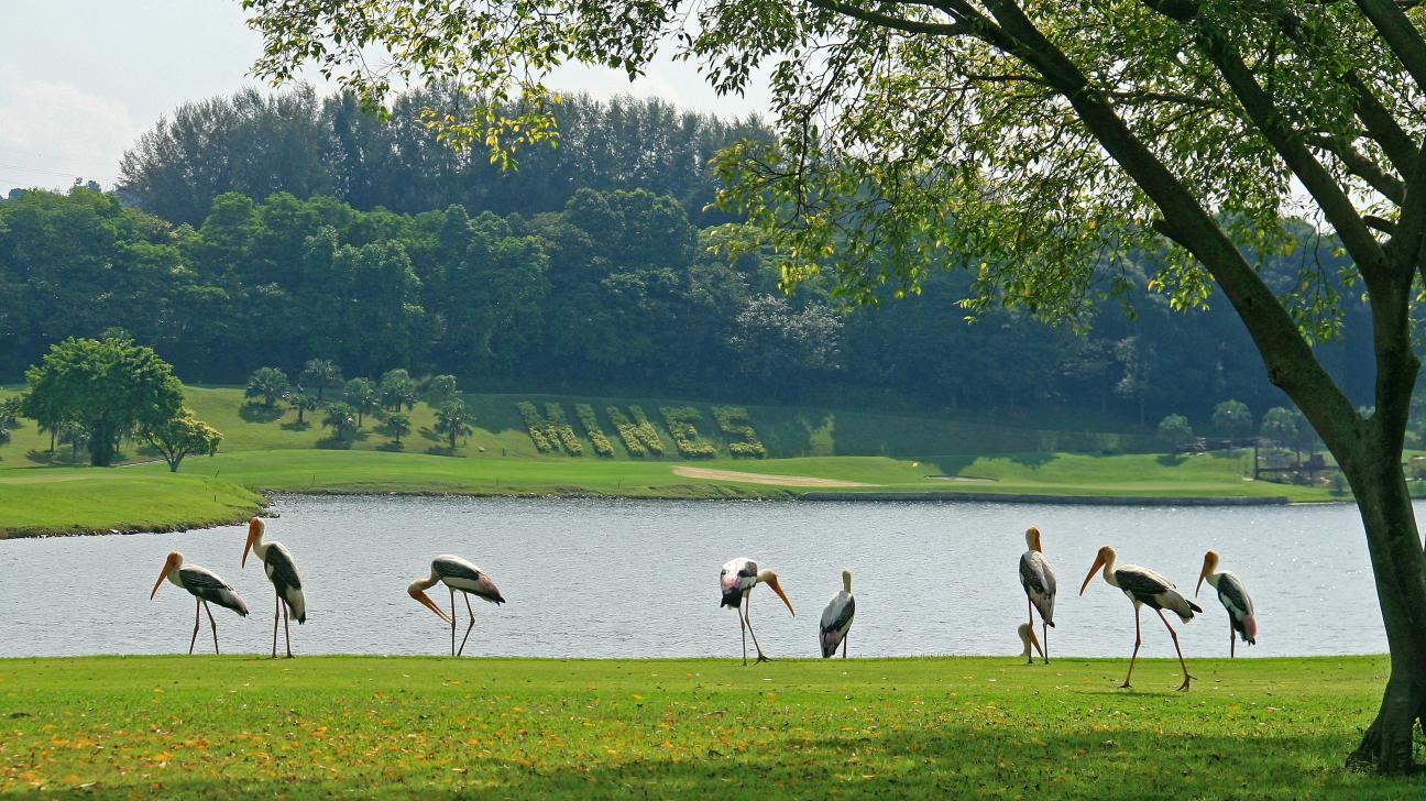 Water Hazard, The Mines Resort & Golf Club, Kuala Lumpur, Malaysia